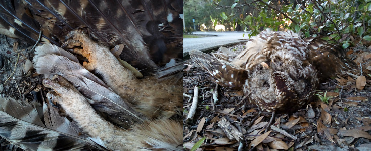 [Two photos spliced together. On the left is the furry (feathery?) thick legs of the owl lying atop the long tail feathers. On the right is a ground level view of the top of the head and what can be seen of the body from that view which includes parts of the wings and the upper half of its yellow bill. ]